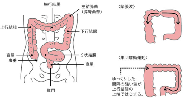 大腸の各名称・大腸の運動