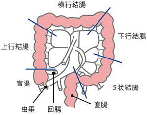 結腸の区分
