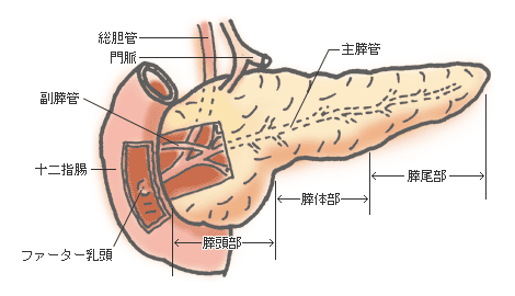 膵臓の構造