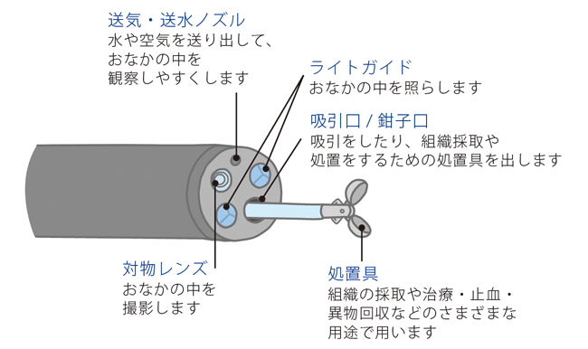 （図1）内視鏡先端部の構造の一例