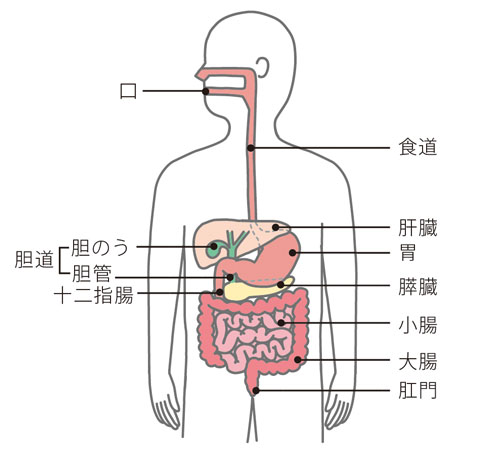 吸収不良症候群 オリンパス おなかの健康ドットコム