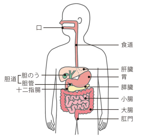 食物の消化・吸収に関わる臓器