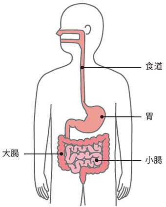 原因不明の消化管出血 Ogib オリンパス おなかの健康ドットコム