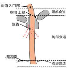 食道の区分