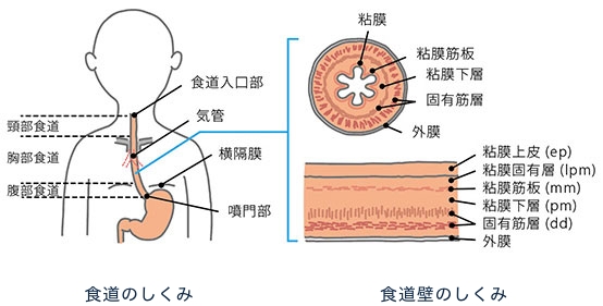 食道のしくみ