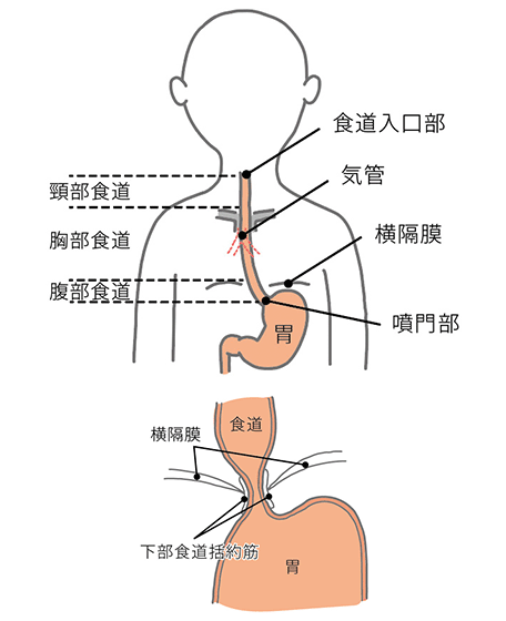 食道 について 正しい の は どれ か