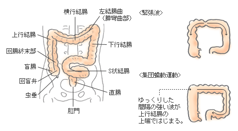 大腸の役割 オリンパス おなかの健康ドットコム