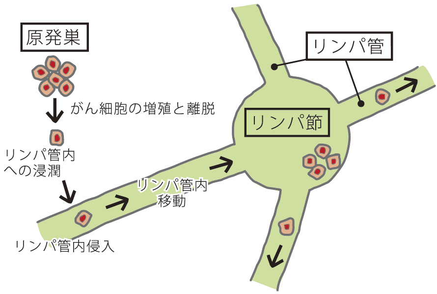 血漿の提供はEDを引き起こしますか