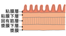 大腸の粘膜