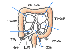 結腸の区分