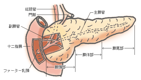 膵臓 イラスト 看護