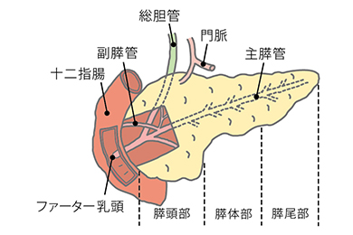 膵臓 すい臓 の役割 オリンパス おなかの健康ドットコム