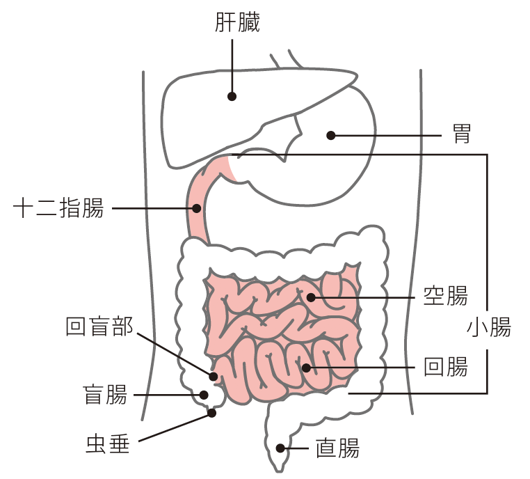 小腸の役割 オリンパス おなかの健康ドットコム