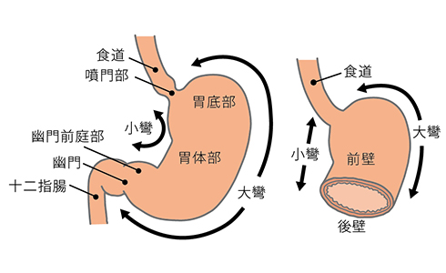 胃の役割 オリンパス おなかの健康ドットコム